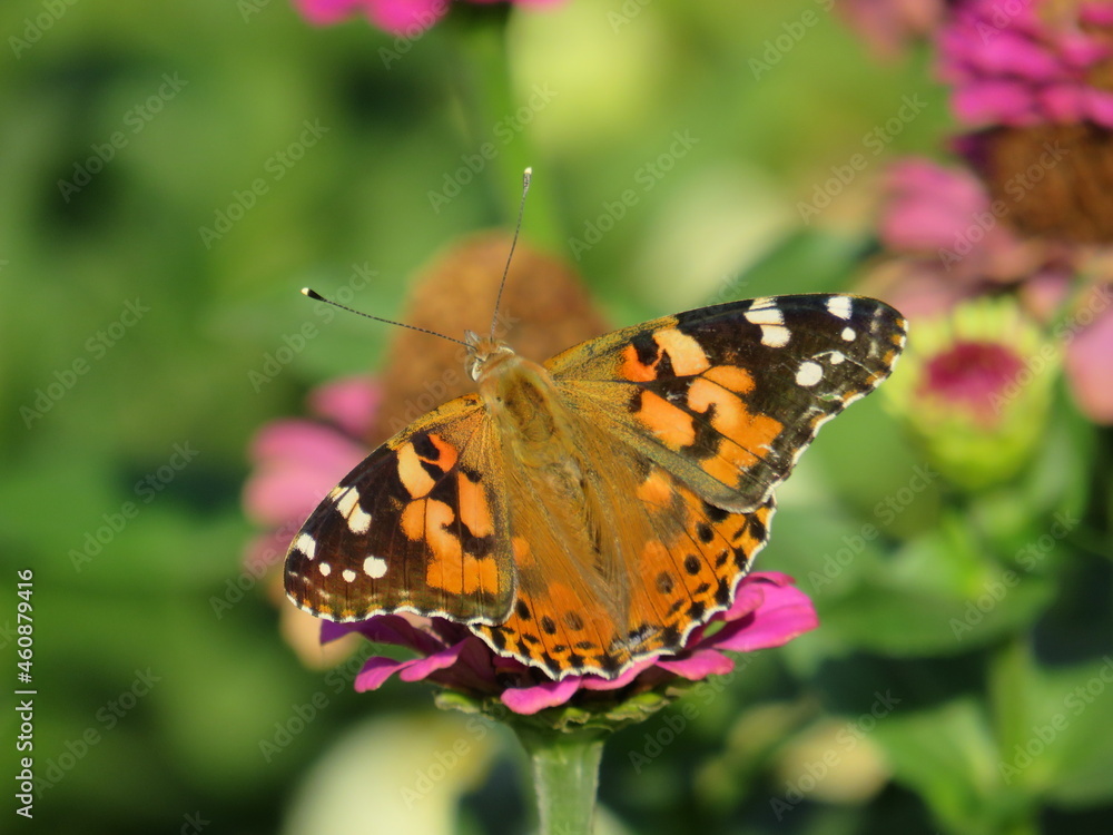 butterfly on a flower butterfly on a flower
