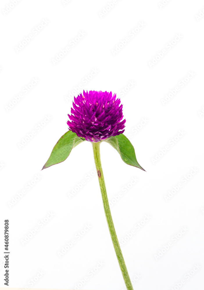 Globe Amaranth on white background. Globe Amaranth on white background.