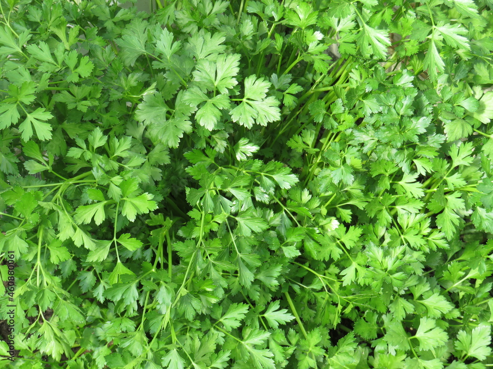 parsley parsley