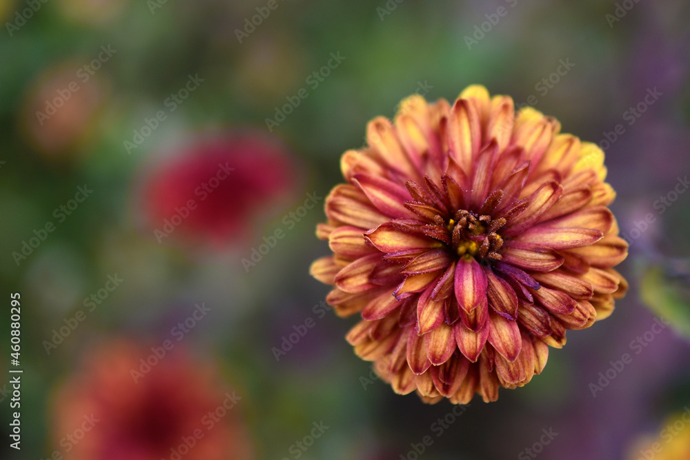 Yellow-red chrysanthemum in autumn in the garden Yellow-red chrysanthemum in autumn in the garden