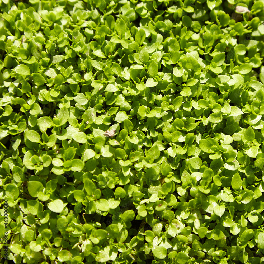 Obraz premium Green grass with dew summer background