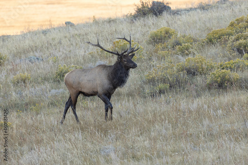 Elk Animal Male In Colorado