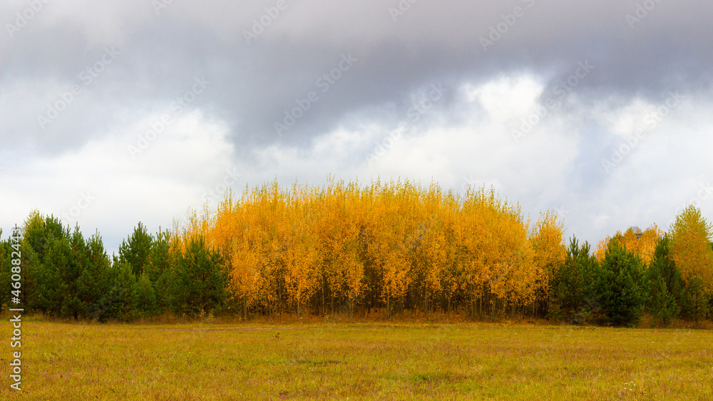 Fototapeta premium Colorful autumn landscape with yellowed birch trees and green fir-trees with a grey sky covered with low clouds. Indian summer in Russia. Forest at the edge of the field