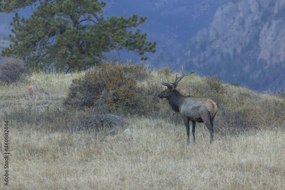 Male Elk With Rocky Mountains Behind Him In Autumn In Colorado Male Elk With Rocky Mountains Behind Him In Autumn In Colorado