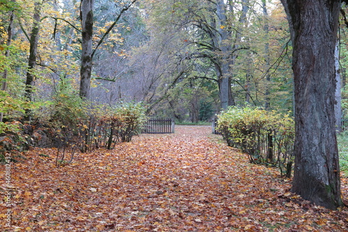 Wallpaper Mural path in autumn Torontodigital.ca