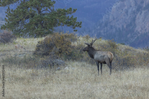 Male Elk With Rocky Mountains Behind Him In Autumn In Colorado