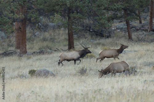 Male Elk Chasing Females During Rut In Colorado