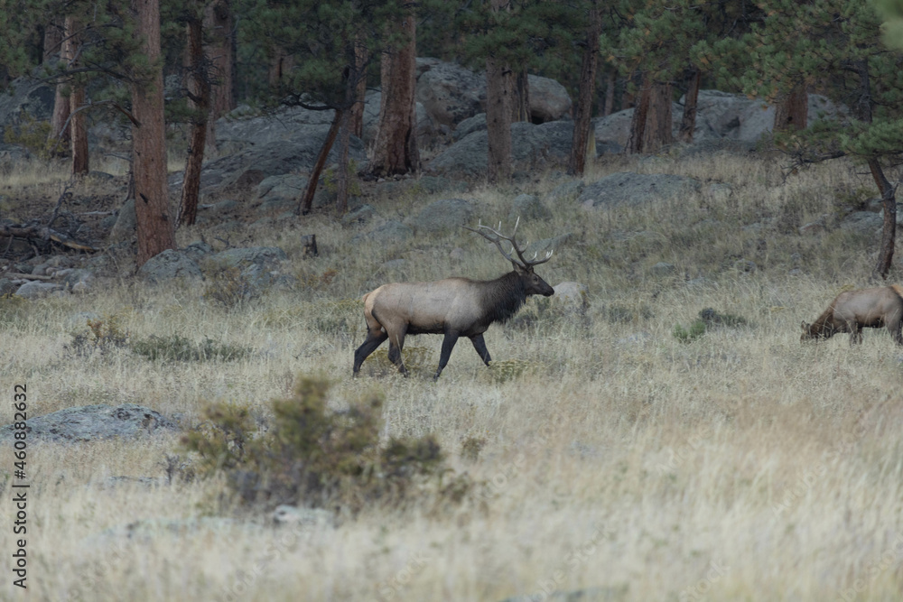 Large Male Elk In Rocky Mountains Of Colorado Large Male Elk In Rocky Mountains Of Colorado