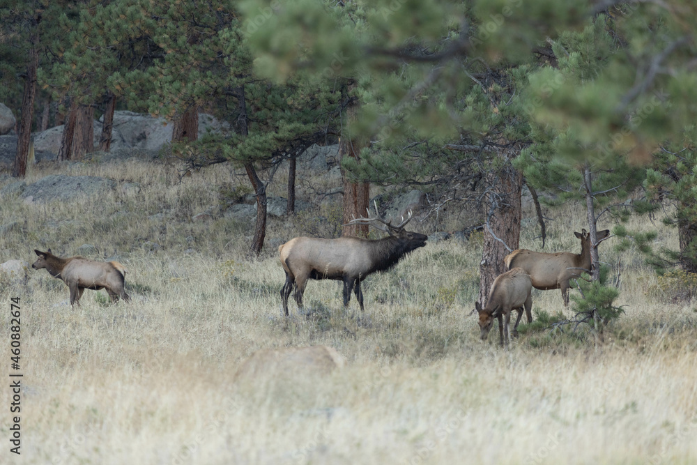 Male Elk During Rut Chasing Females