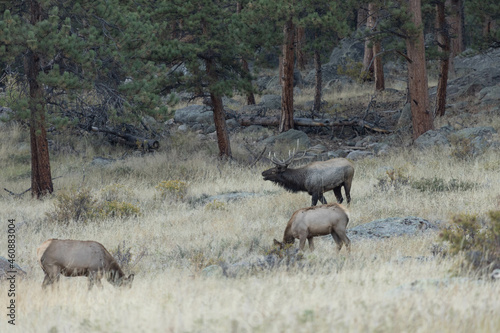 Male Elk Bugles At Female Elk During Rut Season
