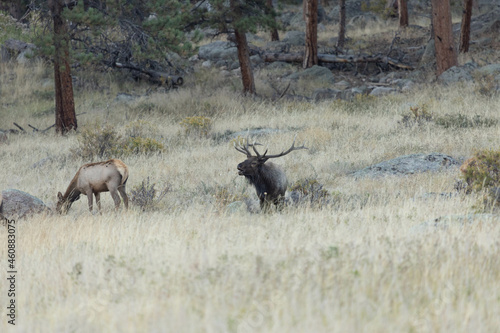 Male Elk Chasing Female Elk During Rut In Colorado
