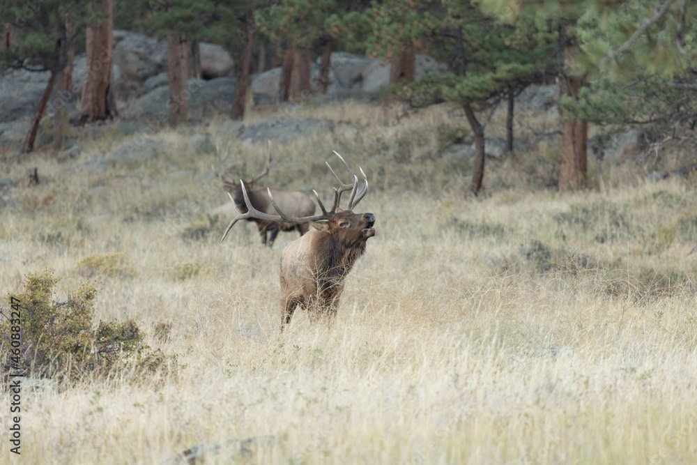 Male Elk Bugling During Rut Season In Colorado Male Elk Bugling During Rut Season In Colorado