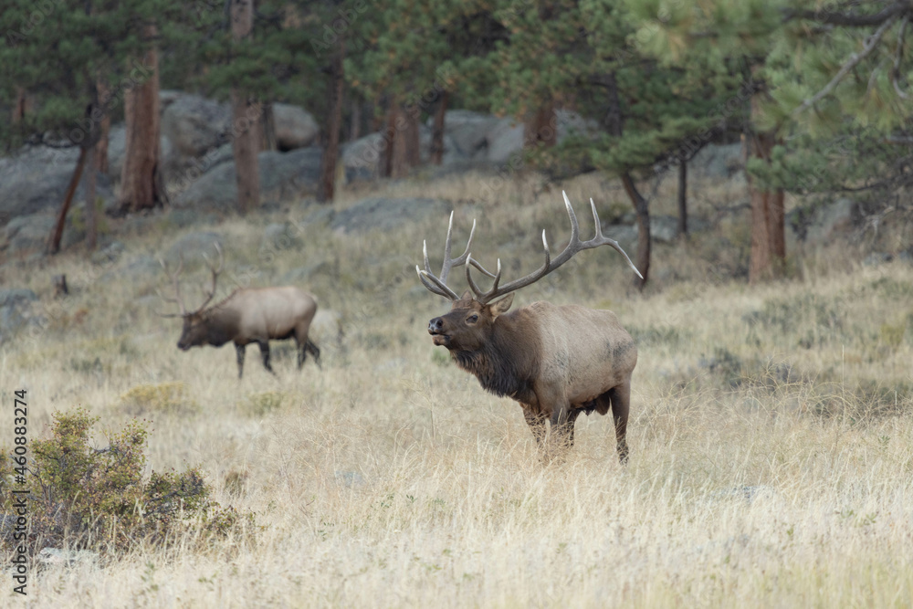 Male Elk With Huge Antlers Rack In Colorado Male Elk With Huge Antlers Rack In Colorado