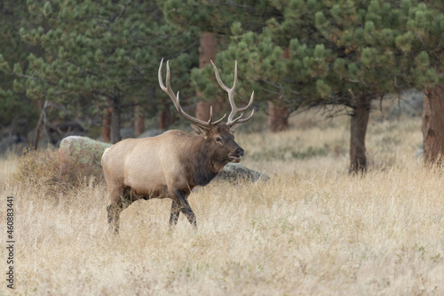 Elk With Large Antler Rack In Colorado