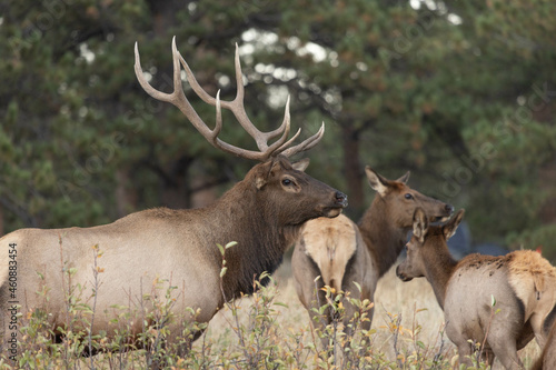 Fototapeta Naklejka Na Ścianę i Meble -  Male Elk Watches Over Females During Rut