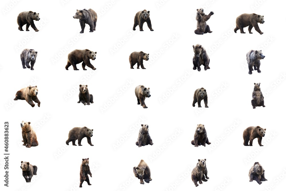 Obraz premium Set many of brown bear isolated over white background. Collage.