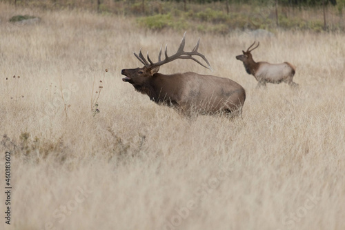 Old Male Elk And Young Male Elk In Colorado