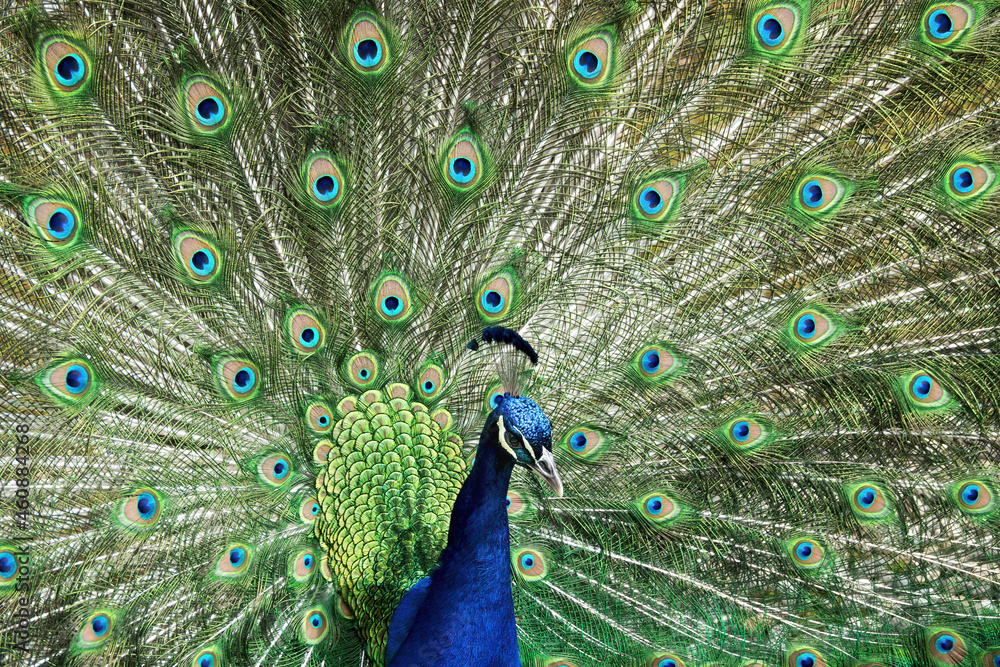 Fototapeta premium Close up of a peacock