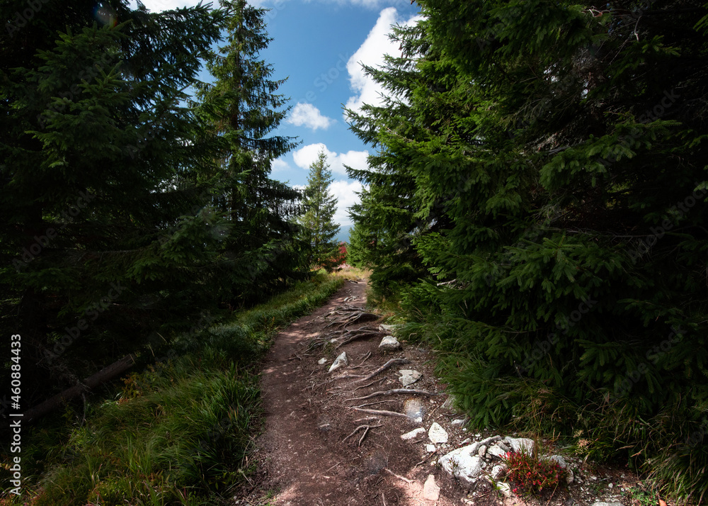Forest trail overgrown with roots leading among the coniferous trees. Forest trail overgrown with roots leading among the coniferous trees.