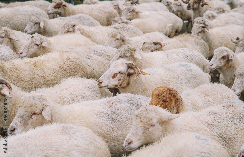 sheep close up