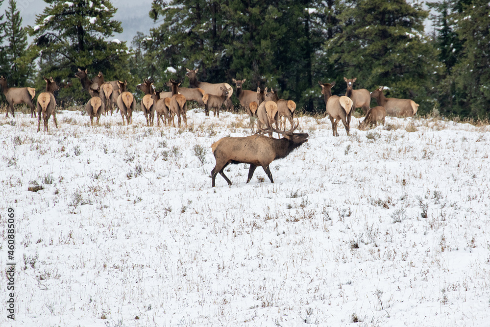 Bull Elk bugling with his Harem in the snow Yellowstone Bull Elk bugling with his Harem in the snow Yellowstone