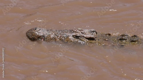 A croc in Africa video 