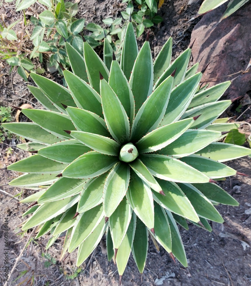 Fototapeta premium Agave snow glow plant