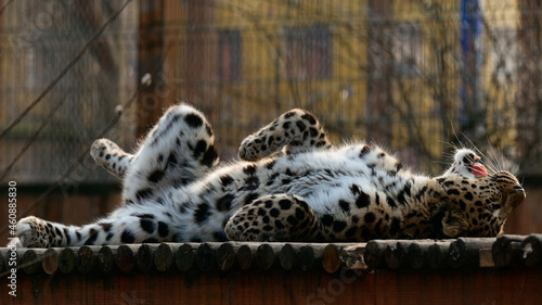 Canvas Print Spotted African leopard, wild and big pussy in the zoo.