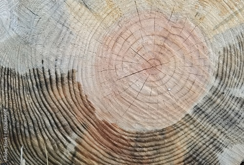 tree trunk cut top view background rings sections surface