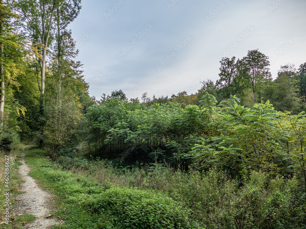 Wiederaufforstung im Mischwald
Wiederaufforstung im Mischwald