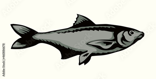 Big sea fish. Vector drawing