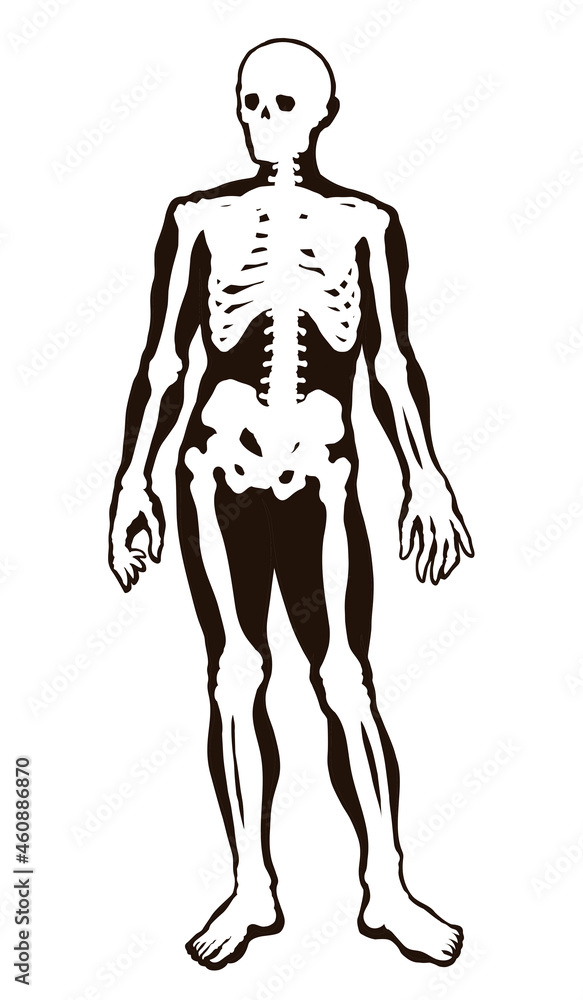 Human skeleton. Vector schematic drawing