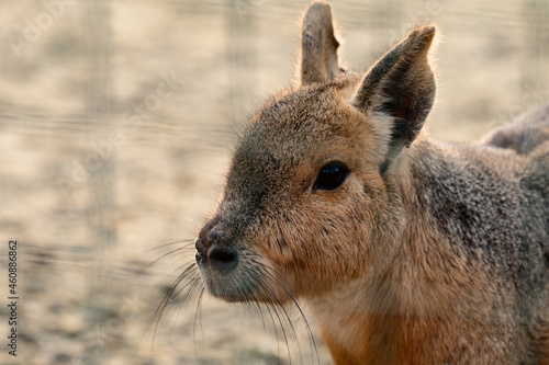 Dolichotis patagonum in the zoo, an animal of the genus Rodent. photo