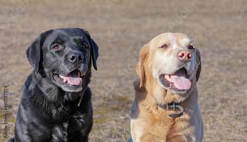Labrador dogs black and fawn are sitting side by side and looking in the same direction.