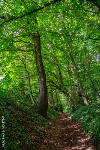 path in the green fresh forest