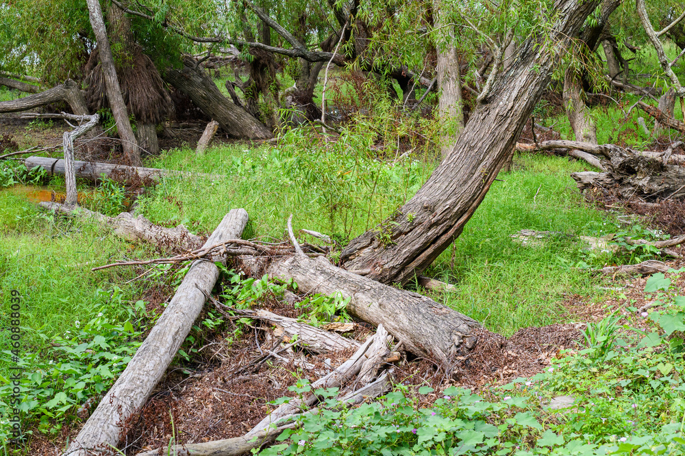 Fallen Trees on the Batture of the Mississippi River in New Orleans Fallen Trees on the Batture of the Mississippi River in New Orleans