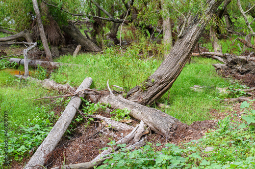 Fallen Trees on the Batture of the Mississippi River in New Orleans 