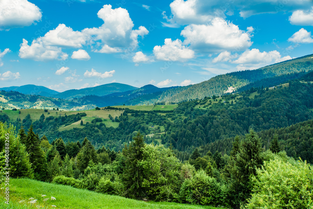 a field covered with grass amid beautiful mountains covered with forests on a warm summer day. green young mountains.