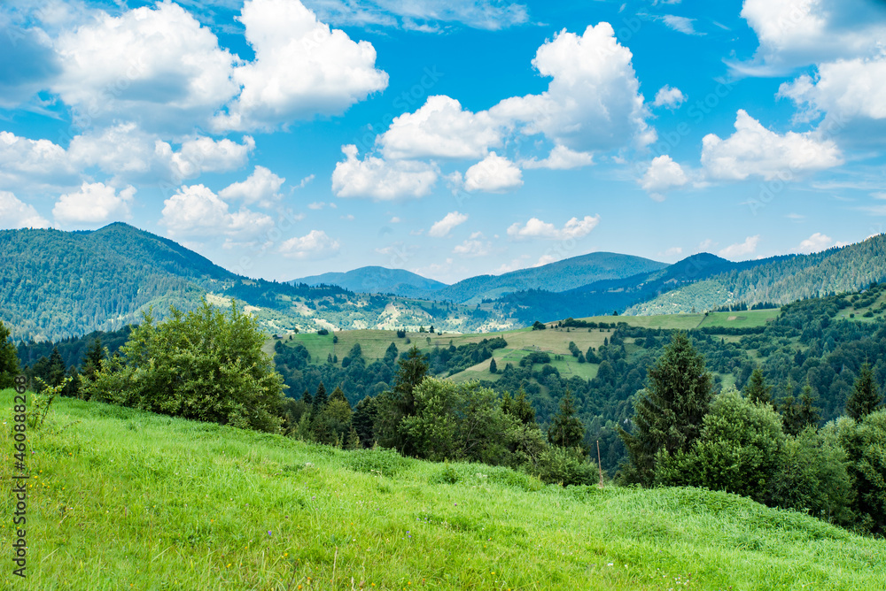 a field covered with grass amid beautiful mountains covered with forests on a warm summer day. green young mountains.