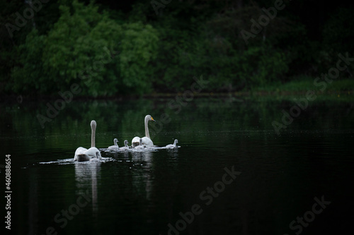 Wooper swan