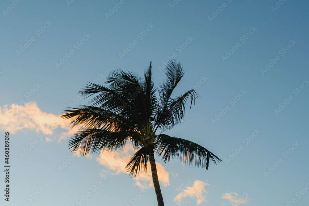 Palm tree during sunset on Oahu, Hawaii