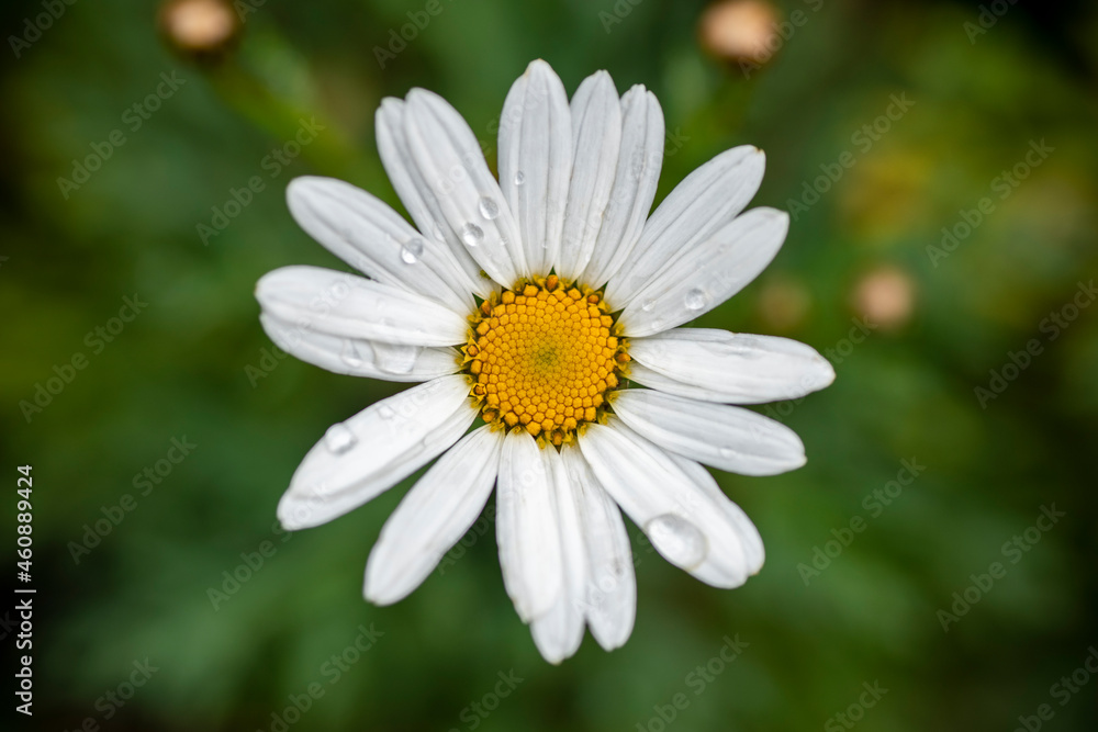 Margherita Margherita