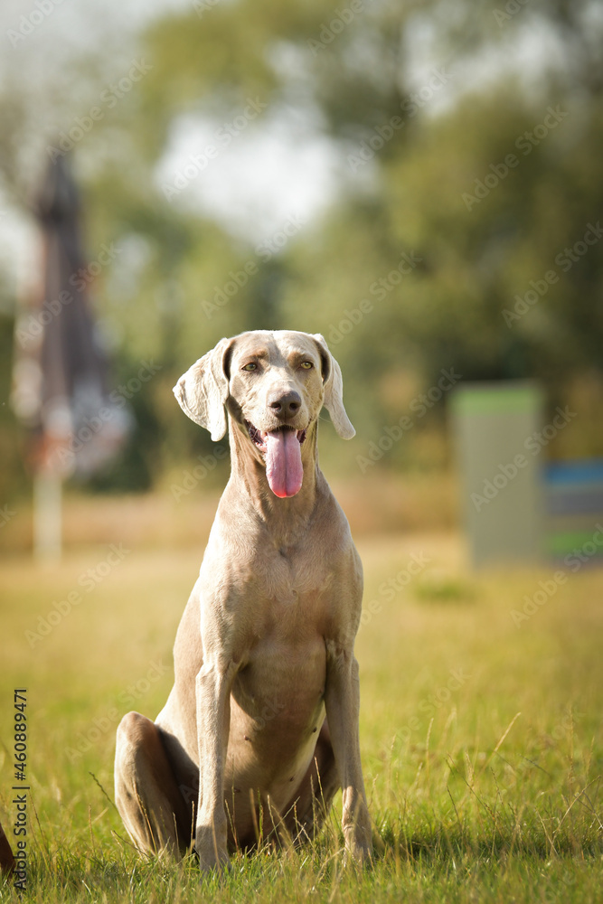 Dogs, weimaraner is sitting in grass. Amazing day on czech agility competition.