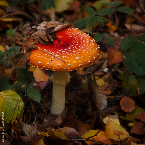 Dead leaves on top of a mushroom with a red top with white spots in a German forest on a fall day.