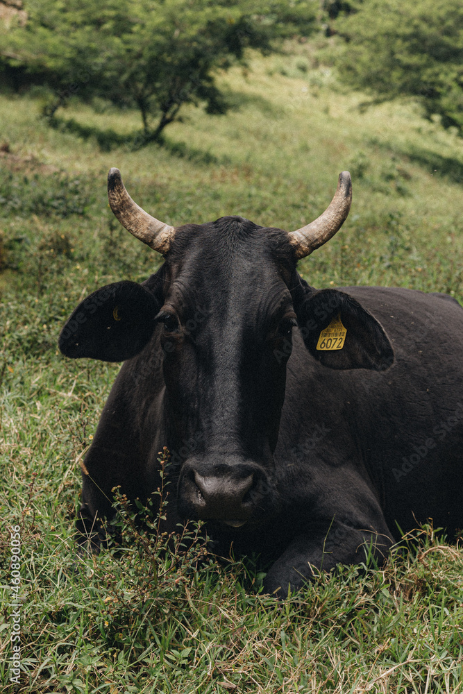 COWS COWS