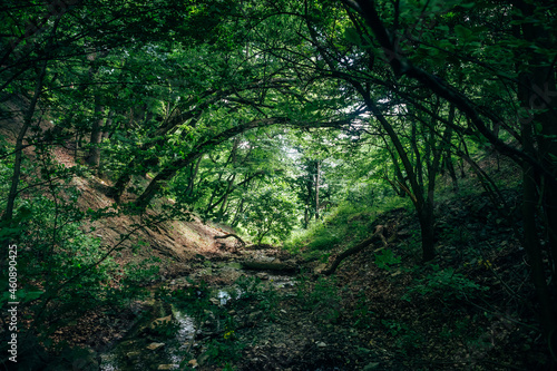 trees in the forest