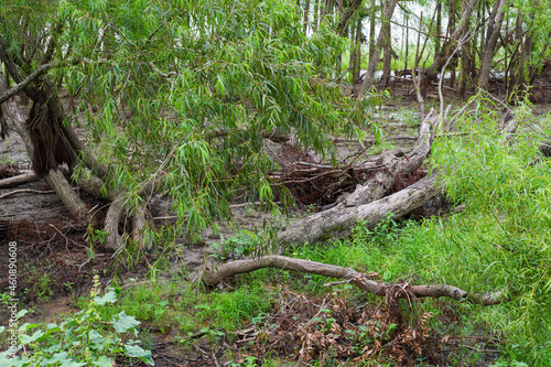 Fallen Trees along the Mississippi River in Uptown New Orleans 