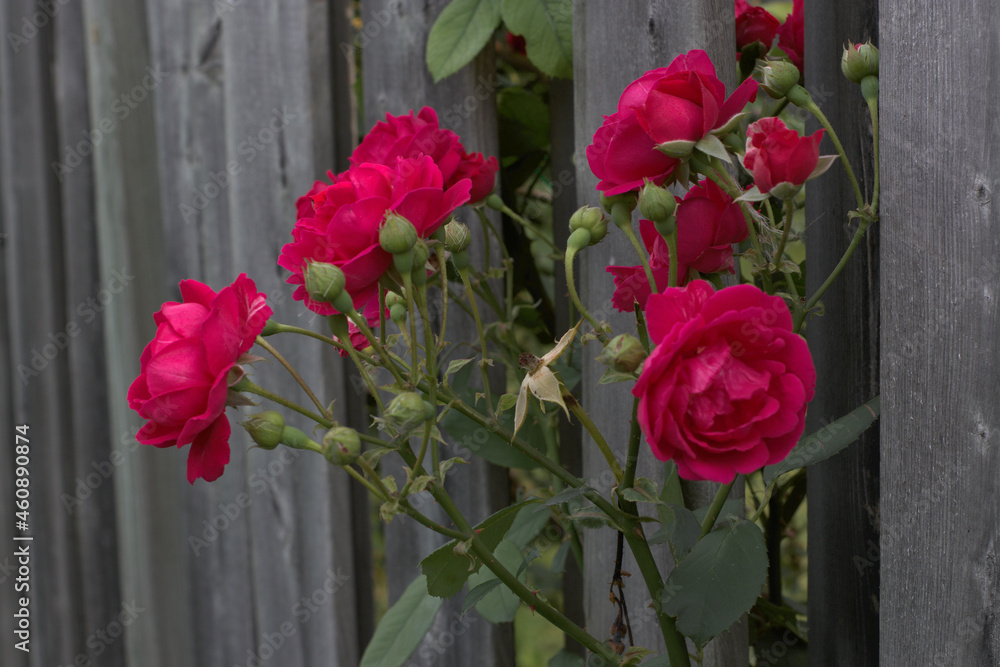 The fence does not stop the beautiful roses trying to get attention