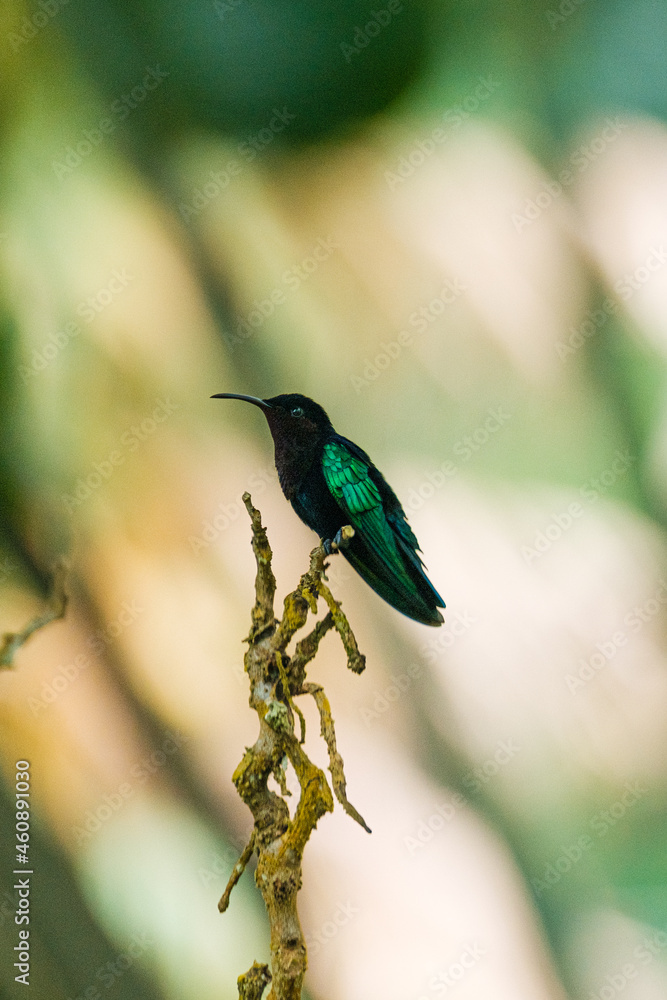 Fototapeta premium Purple-throated Carib sitting on a branch
