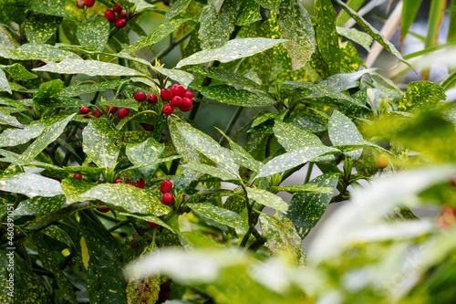 Fotografi Aucuba japonica - speckled shrub leaves and red berries.